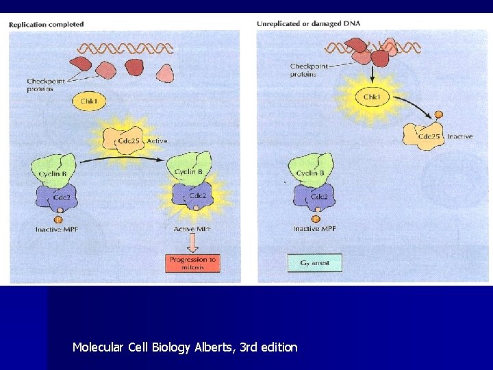 Molecular Cell Biology Alberts, 3 rd edition 