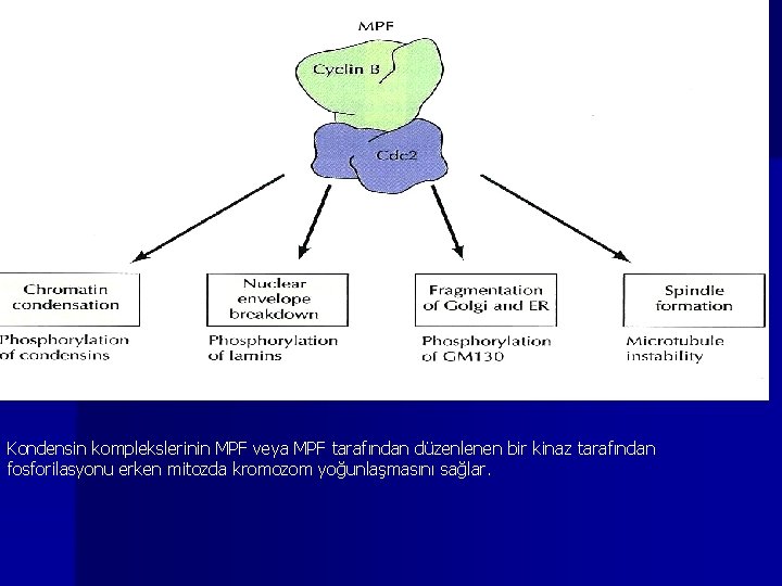 Kondensin komplekslerinin MPF veya MPF tarafından düzenlenen bir kinaz tarafından fosforilasyonu erken mitozda kromozom