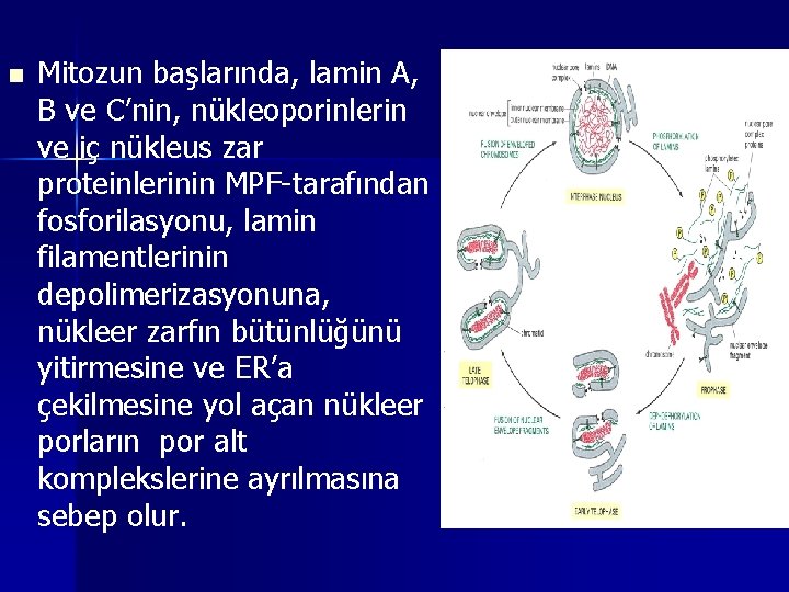 n Mitozun başlarında, lamin A, B ve C’nin, nükleoporinlerin ve iç nükleus zar proteinlerinin