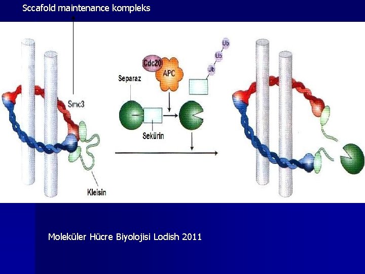 Sccafold maintenance kompleks Moleküler Hücre Biyolojisi Lodish 2011 