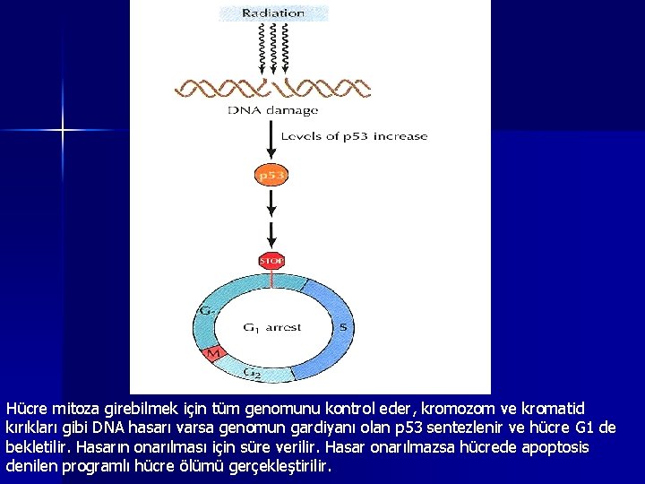 Hücre mitoza girebilmek için tüm genomunu kontrol eder, kromozom ve kromatid kırıkları gibi DNA
