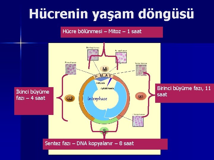 Hücrenin yaşam döngüsü Hücre bölünmesi – Mitoz – 1 saat İkinci büyüme fazı –