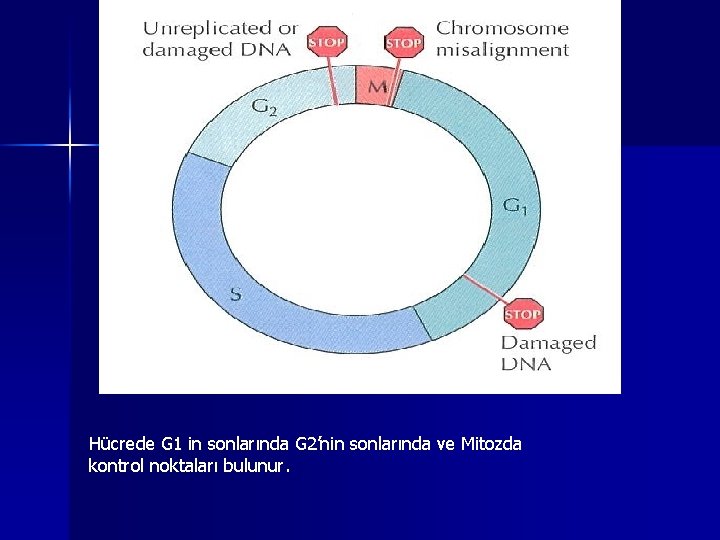 Hücrede G 1 in sonlarında G 2’nin sonlarında ve Mitozda kontrol noktaları bulunur. 