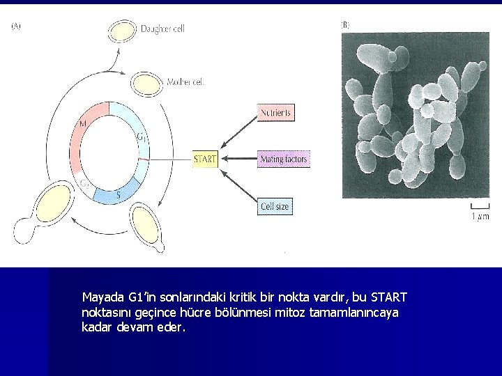 Mayada G 1’in sonlarındaki kritik bir nokta vardır, bu START noktasını geçince hücre bölünmesi