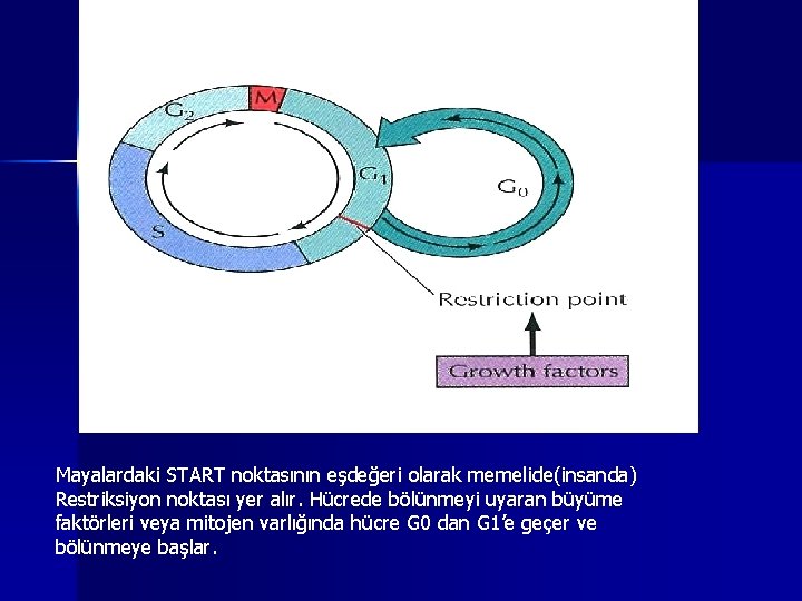 Mayalardaki START noktasının eşdeğeri olarak memelide(insanda) Restriksiyon noktası yer alır. Hücrede bölünmeyi uyaran büyüme