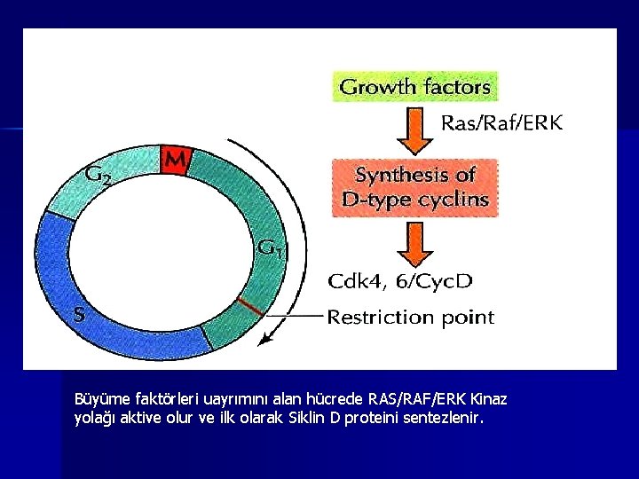 Büyüme faktörleri uayrımını alan hücrede RAS/RAF/ERK Kinaz yolağı aktive olur ve ilk olarak Siklin
