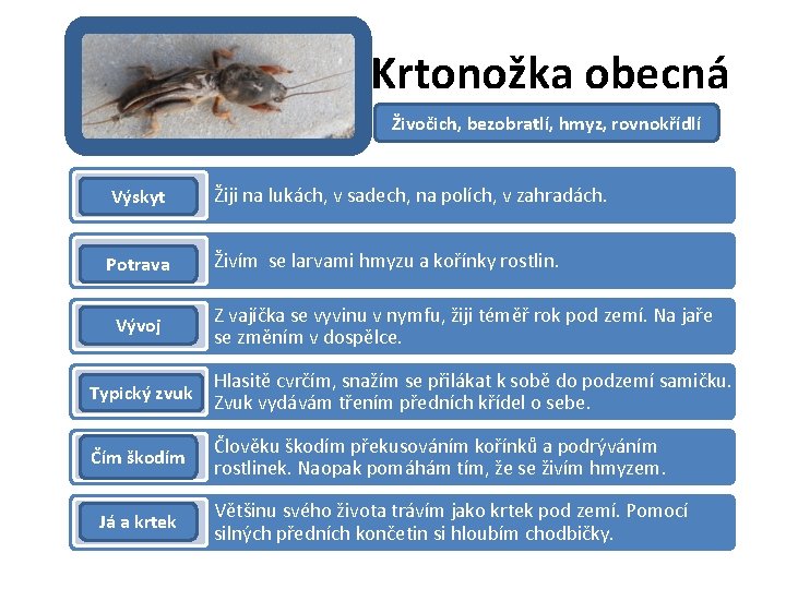 Krtonožka obecná Živočich, bezobratlí, hmyz, rovnokřídlí Výskyt Žiji na lukách, v sadech, na polích,