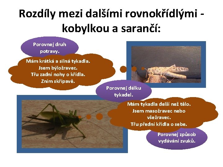 Rozdíly mezi dalšími rovnokřídlými kobylkou a sarančí: Porovnej druh potravy. Mám krátká a silná