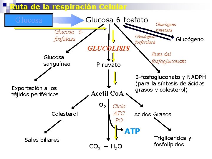 Ruta de la respiración Celular Glucosa 6 -fosfato Glucosa 6 fosfatasa GLUCOLISIS Glucosa sanguínea