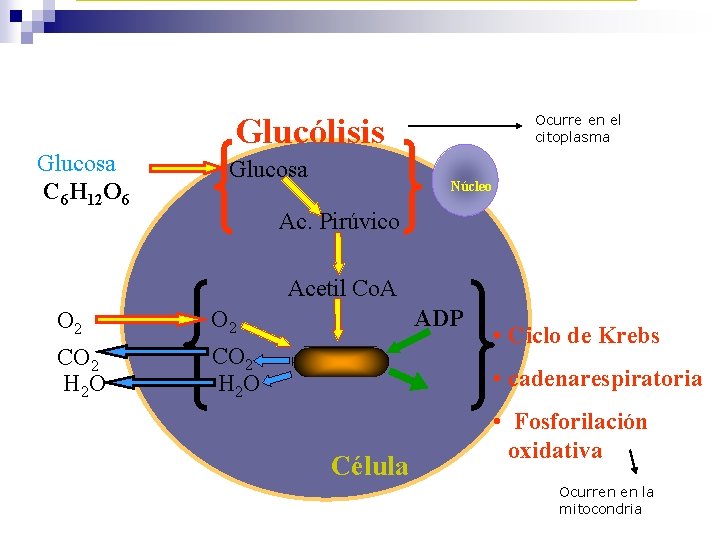 Glucosa C 6 H 12 O 6 Glucólisis Glucosa Ocurre en el citoplasma Núcleo