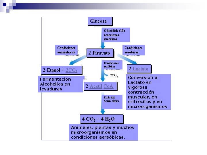 Glucosa Glucólisis (10) reacciones sucesivas Condiciones anaeróbicas 2 Etanol + 2 CO 2 Fermentación