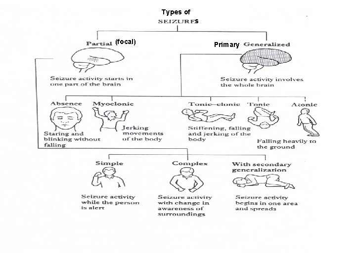 Types of s (focal) Primary Types of s (focal) Primary