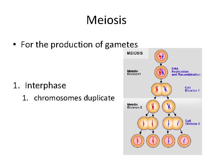 Meiosis • For the production of gametes 1. Interphase 1. chromosomes duplicate 