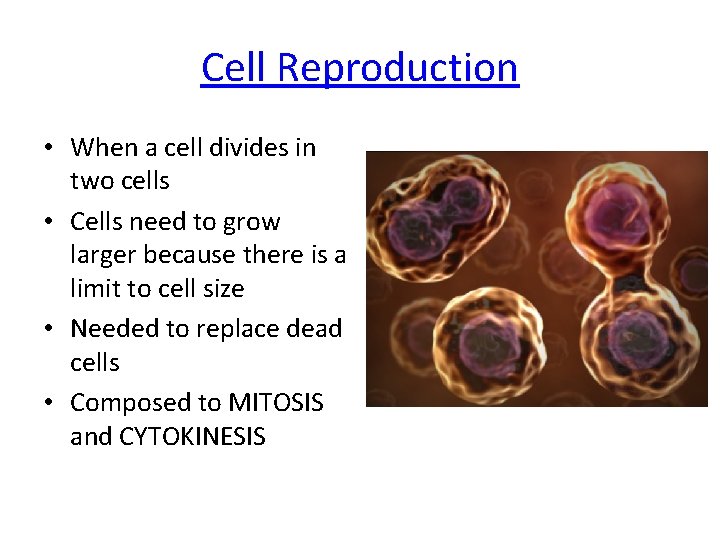 Cell Reproduction • When a cell divides in two cells • Cells need to