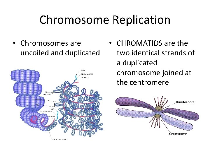 Chromosome Replication • Chromosomes are uncoiled and duplicated • CHROMATIDS are the two identical