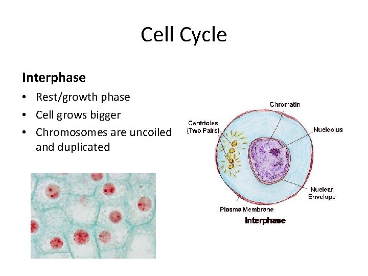 Cell Cycle Interphase • Rest/growth phase • Cell grows bigger • Chromosomes are uncoiled