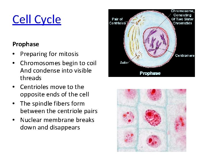Cell Cycle Prophase • Preparing for mitosis • Chromosomes begin to coil And condense