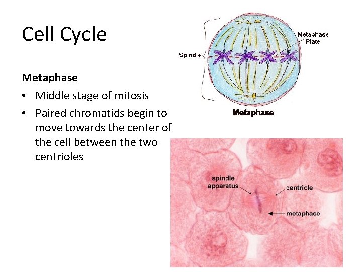 Cell Cycle Metaphase • Middle stage of mitosis • Paired chromatids begin to move