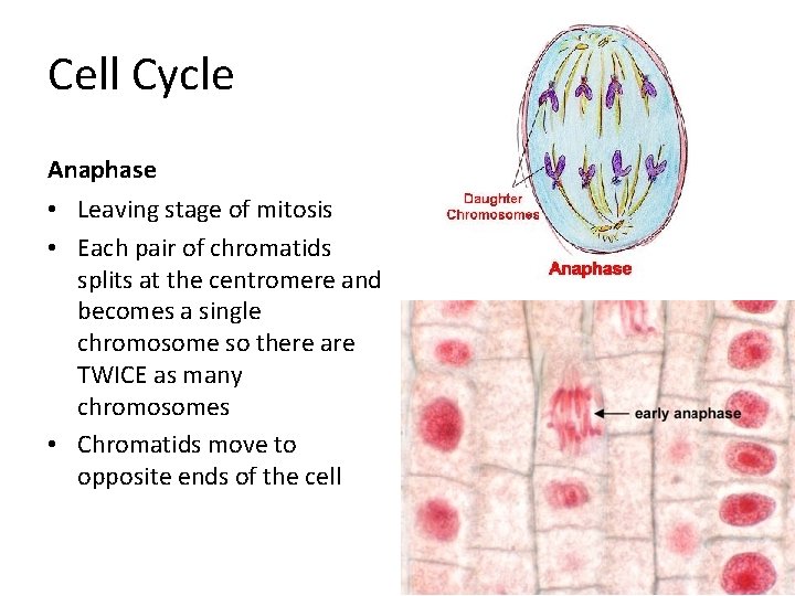 Cell Cycle Anaphase • Leaving stage of mitosis • Each pair of chromatids splits