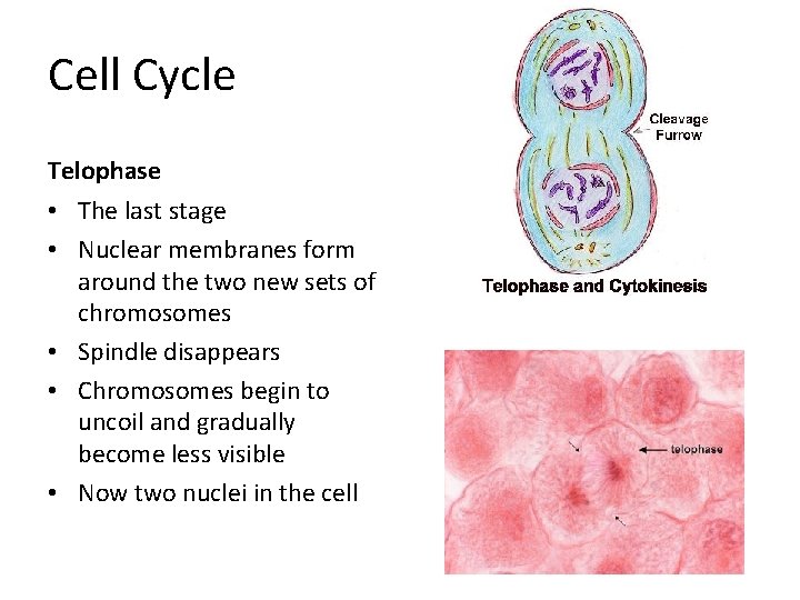 Cell Cycle Telophase • The last stage • Nuclear membranes form around the two