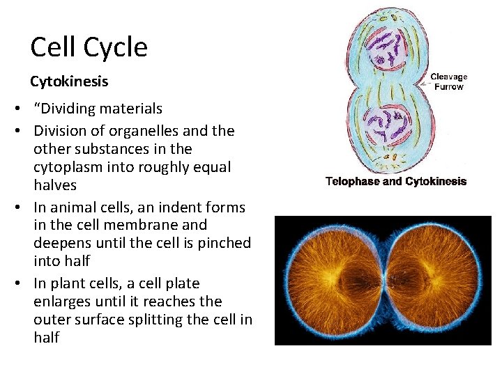 Cell Cycle Cytokinesis • “Dividing materials • Division of organelles and the other substances