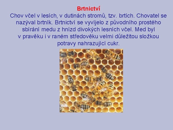 Brtnictví Chov včel v lesích, v dutinách stromů, tzv. brtích. Chovatel se nazýval brtník.