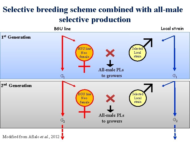 Selective breeding scheme combined with all-male selective production Local strain BGU line 1 st