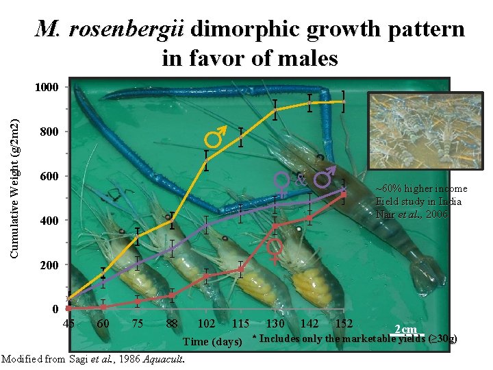 M. rosenbergii dimorphic growth pattern in favor of males Cumulative Weight (g/2 m 2)