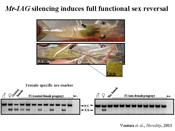 Mr-IAG silencing induces full functional sex reversal 1 cm 3 mm ♂♀ n. c.