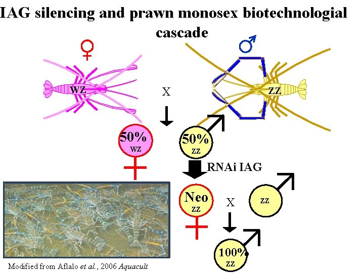 IAG silencing and prawn monosex biotechnologial cascade WZ X 50% WZ ZZ 50% ZZ