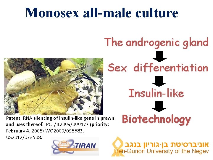 Monosex all-male culture The androgenic gland Sex differentiation Insulin-like Patent: RNA silencing of insulin-like