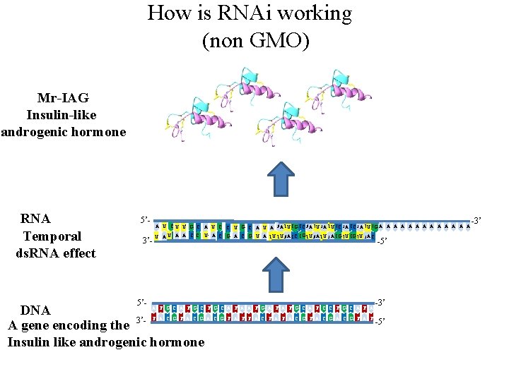 How is RNAi working (non GMO) Mr-IAG Insulin-like androgenic hormone RNA Temporal ds. RNA