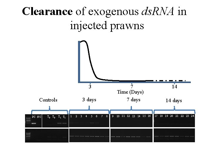 Clearance of exogenous ds. RNA in injected prawns 7 Time (Days) 7 days 3