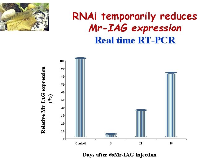 RNAi temporarily reduces Mr-IAG expression Real time RT-PCR Relative Mr-IAG expression (%) 100 90