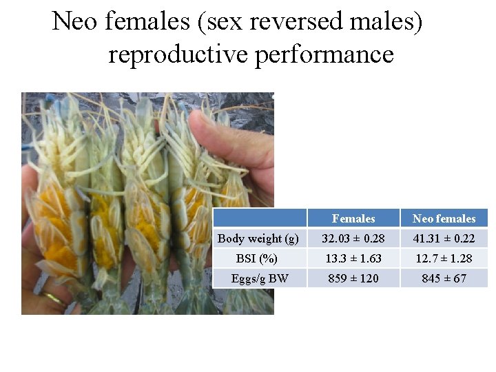 Neo females (sex reversed males) reproductive performance Females Neo females Body weight (g) 32.