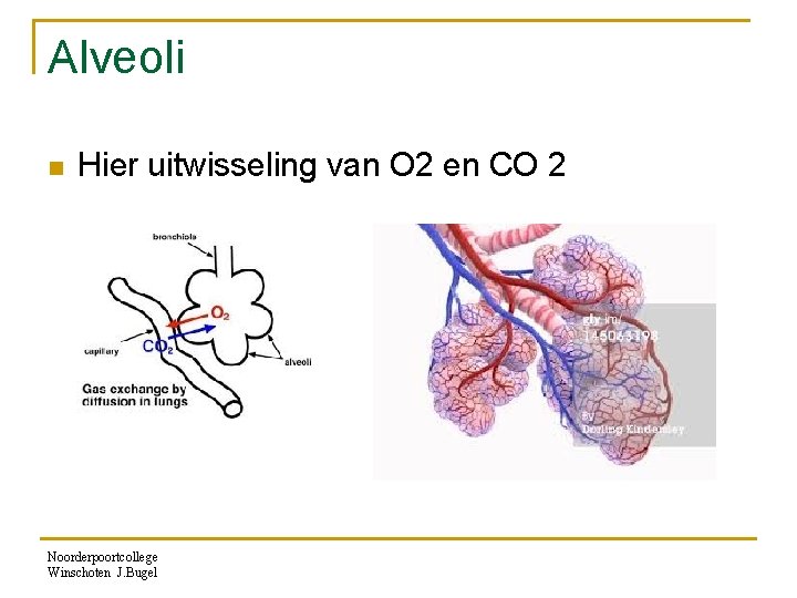 Alveoli n Hier uitwisseling van O 2 en CO 2 Noorderpoortcollege Winschoten J. Bugel