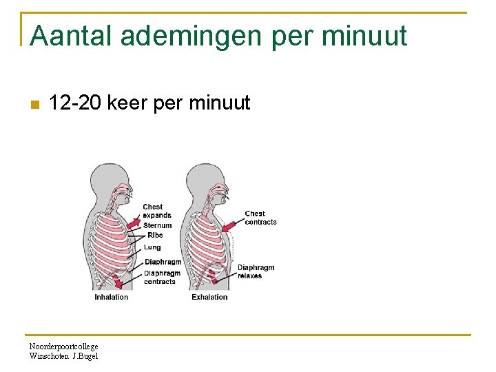 Aantal ademingen per minuut n 12 -20 keer per minuut Noorderpoortcollege Winschoten J. Bugel