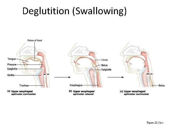 Deglutition (Swallowing) Figure 22. 13 a-c 