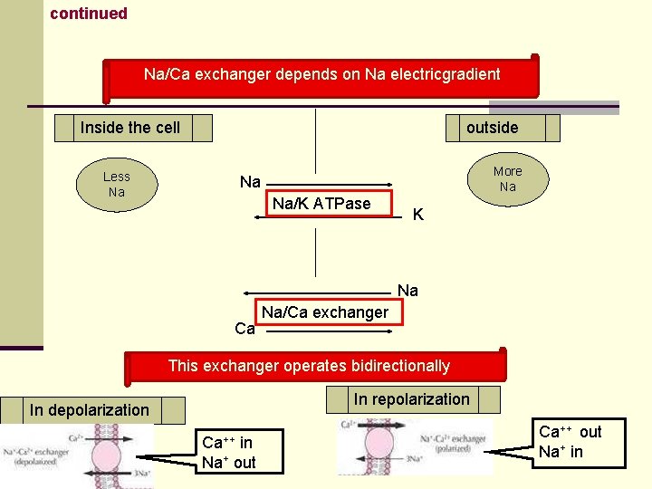continued Na/Ca exchanger depends on Na electricgradient Inside the cell outside Less Na More continued Na/Ca exchanger depends on Na electricgradient Inside the cell outside Less Na More