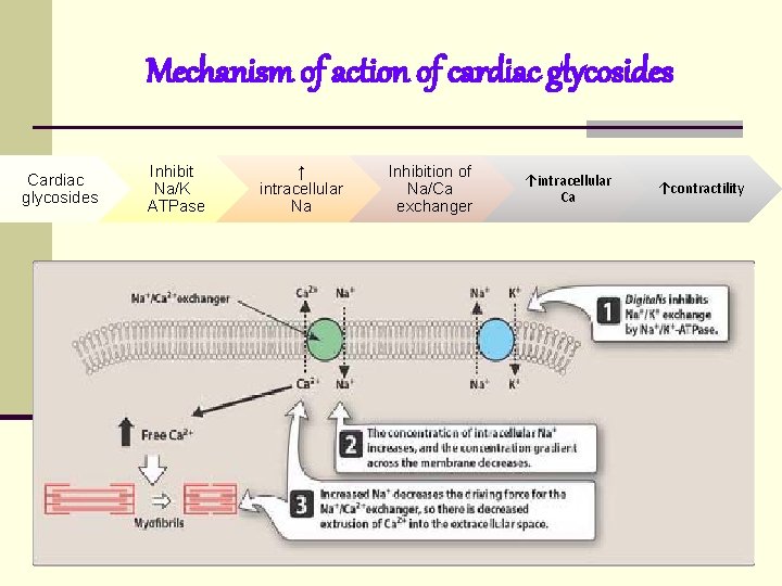 Mechanism of action of cardiac glycosides Cardiac glycosides Inhibit Na/K ATPase ↑ intracellular Na Mechanism of action of cardiac glycosides Cardiac glycosides Inhibit Na/K ATPase ↑ intracellular Na
