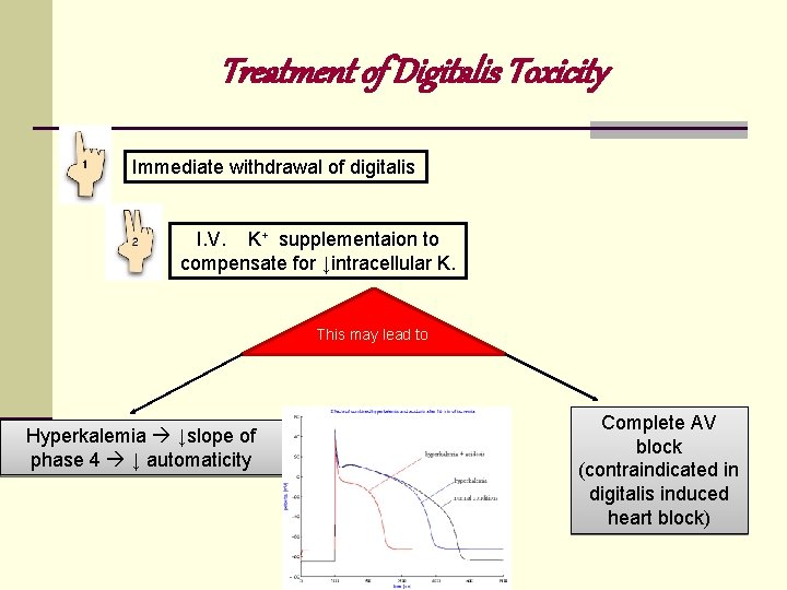Treatment of Digitalis Toxicity Immediate withdrawal of digitalis I. V. K+ supplementaion to compensate Treatment of Digitalis Toxicity Immediate withdrawal of digitalis I. V. K+ supplementaion to compensate