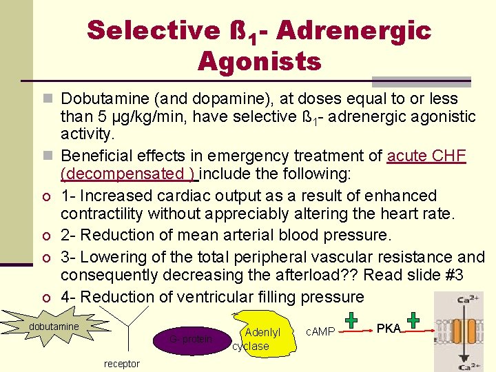 Selective ß 1 - Adrenergic Agonists n Dobutamine (and dopamine), at doses equal to Selective ß 1 - Adrenergic Agonists n Dobutamine (and dopamine), at doses equal to
