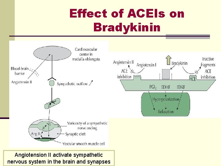 Effect of ACEIs on Bradykinin Angiotension II activate sympathetic nervous system in the brain Effect of ACEIs on Bradykinin Angiotension II activate sympathetic nervous system in the brain