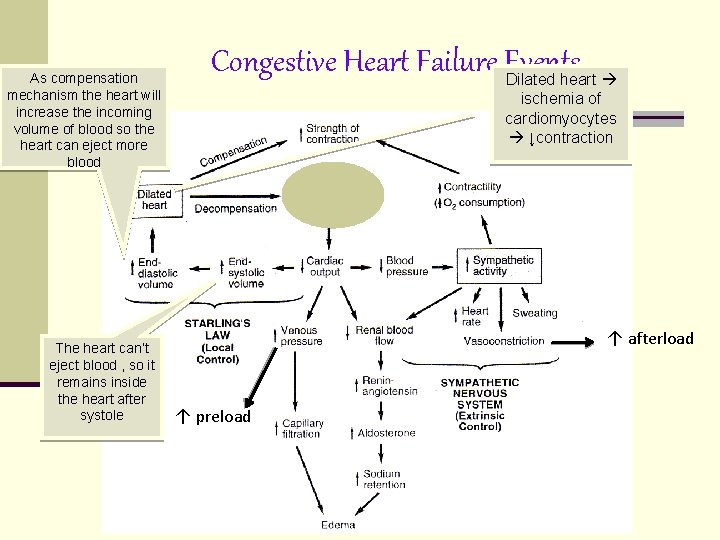 As compensation mechanism the heart will increase the incoming volume of blood so the As compensation mechanism the heart will increase the incoming volume of blood so the
