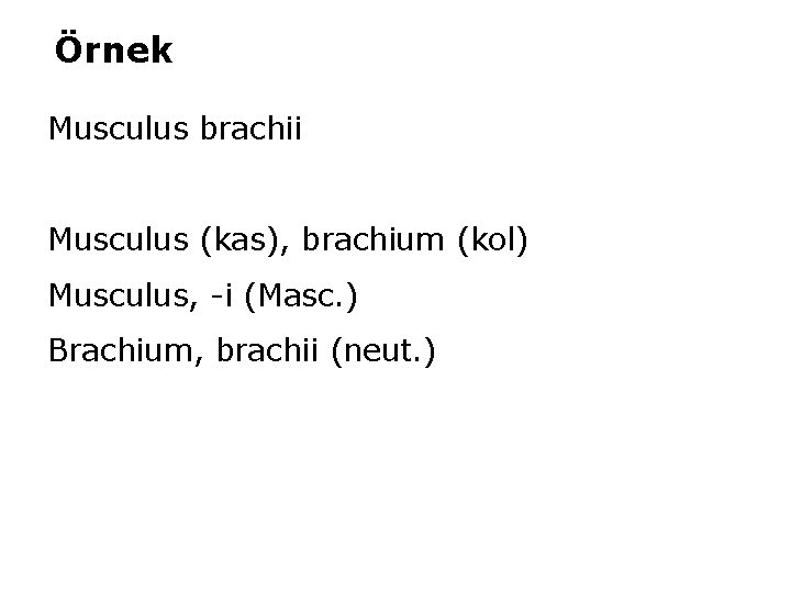Örnek Musculus brachii Musculus (kas), brachium (kol) Musculus, -i (Masc. ) Brachium, brachii (neut.