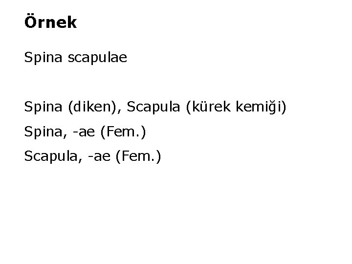 Örnek Spina scapulae Spina (diken), Scapula (kürek kemiği) Spina, -ae (Fem. ) Scapula, -ae