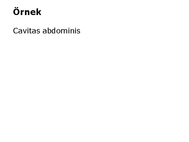 Örnek Cavitas abdominis 