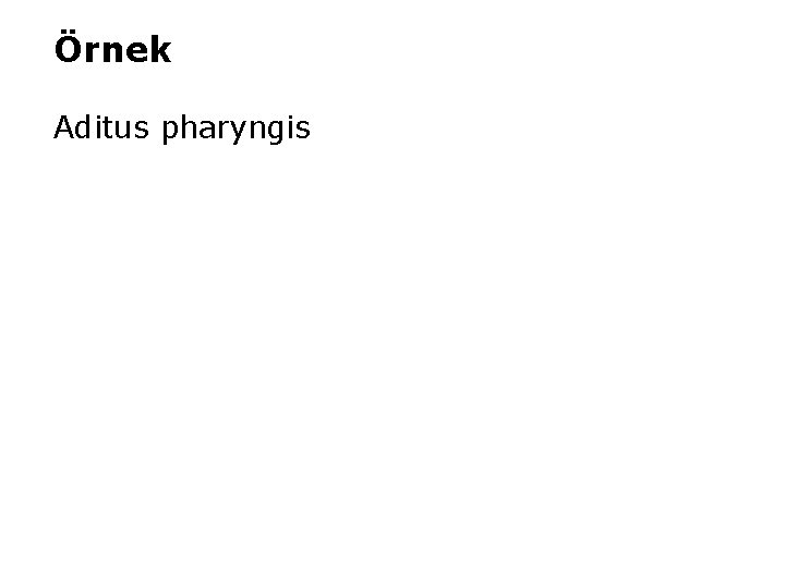 Örnek Aditus pharyngis 