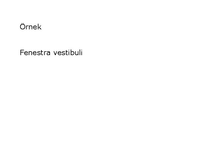 Örnek Fenestra vestibuli 