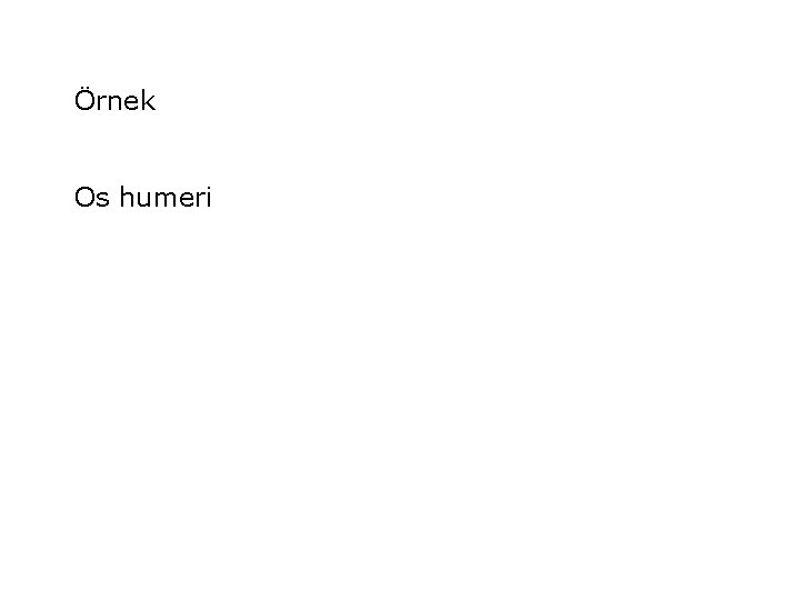 Örnek Os humeri Örnek Os humeri